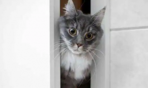 猫咪害怕进屋里是为什么