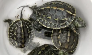 中华花龟在北方野外能生存吗