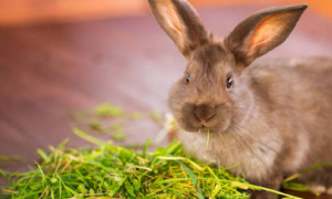 幼兔一天吃多少草