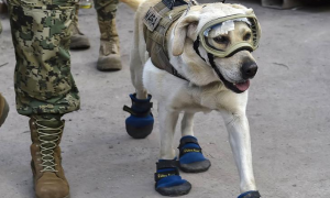 部队搜救犬都是什么狗啊
