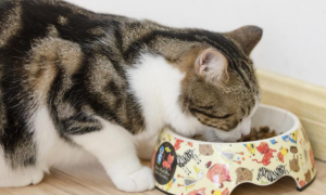 为什么猫咪吃多了会拉稀