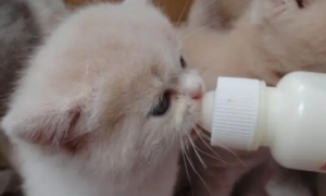 有些猫咪喜欢喝奶粉这是怎么回事