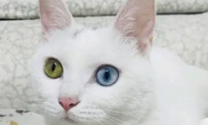 眼睛异瞳的白色猫多少钱