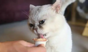 猫咪为什么不能吃苏打饼干的原因