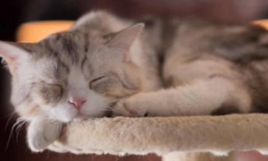 为什么猫咪睡觉时会一抽一抽