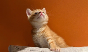 橘猫幼猫可以吃什么食物