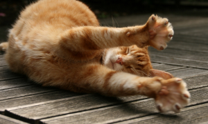 猫咪为什么经常伸懒腰