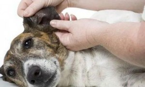 为什么给狗狗剪耳朵呢