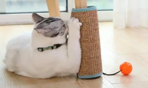 猫抓板是什么意思