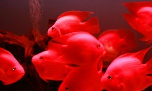 红鱼观赏鱼多少钱一条