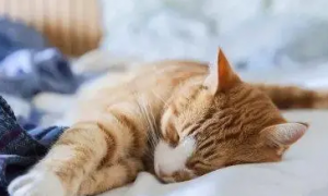 猫咪为什么喜欢按脖子睡觉的原因