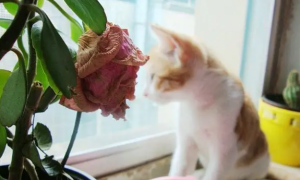 猫咪为什么吃月季花呢