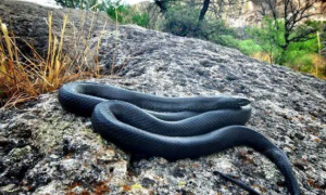 黑王蛇怀孕多久生产