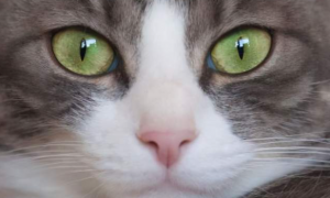 选猫咪为什么要看眼睛颜色呢