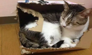 为什么猫咪爱撕咬纸箱睡觉呢