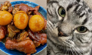 猫咪可以吃卤猪蹄吗