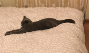 猫咪绝育为什么还尿床上呢