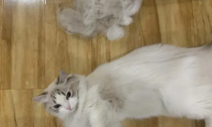 猫咪一年掉几次毛一次掉多久