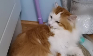 猫咪为什么喜欢舔脖子