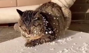 为什么猫咪喜欢泡沫板床