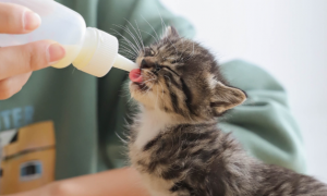 猫咪喝猫奶粉有什么原因