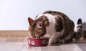 猫咪每天吃饭好吗为什么呢