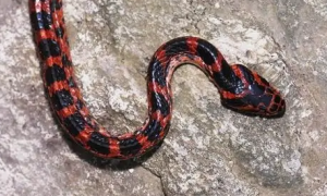农村红蛇是什么蛇有毒吗