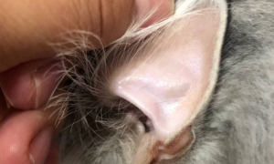 猫咪为什么耳朵发黄发红呢