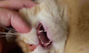成年猫咪为什么没有大牙齿