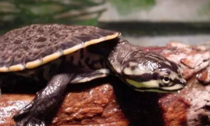 花面蟾头龟是深水龟吗