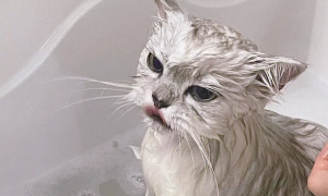 给猫洗澡用什么