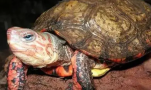洪都拉斯木纹龟可以和蛋龟混养吗