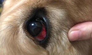 狗狗的眼角为什么发红