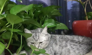养猫可以养什么绿植