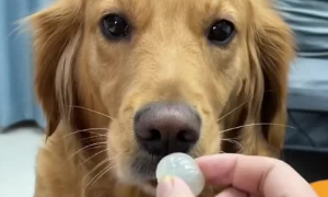 狗吃桂圆核有毒吗