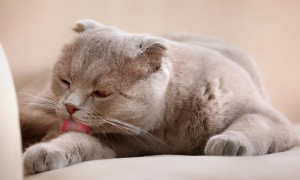猫咪为什么舔毛的时候咬自己