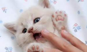 为什么猫咪玩耍伸爪子
