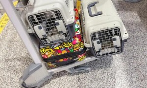 托运的宠物在机场什么地方取呢
