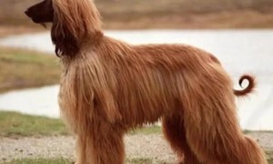阿富汗犬图片 最美价格多少