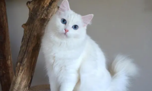 猫咪毛色为什么是白色的呢