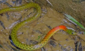 红脖子的蛇是什么蛇?有毒吗