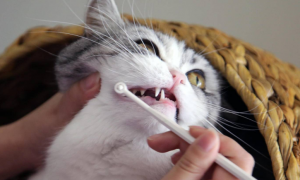 猫咪为什么喜欢舔牙刷