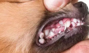 为什么狗狗会有牙龈肿痛