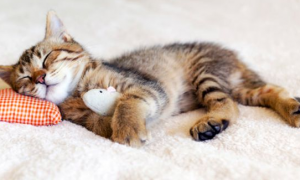 为什么猫咪睡觉说梦话的原因