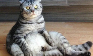 猫咪为什么爱坐着
