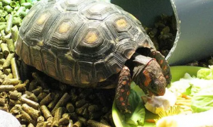 小乌龟一次喂多少粒龟粮