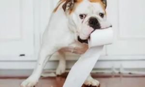 狗狗为什么喜欢吃纸