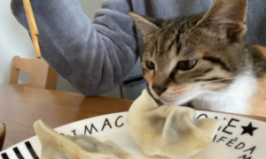 为什么猫咪要捏饺子鼻子