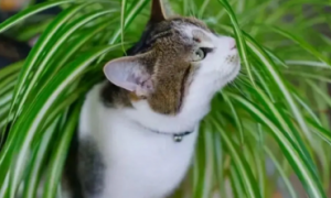 养猫可以养的大型绿植