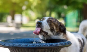 狗狗生病了为什么不喝水了